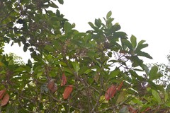 Elaeocarpus variabilis